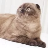スコティッシュフォールド(折れ耳)