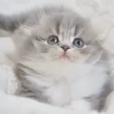 スコティッシュフォールド(折れ耳)