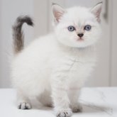 スコティッシュストレート