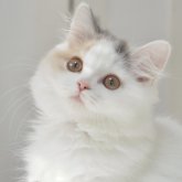 スコティッシュストレート