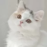 スコティッシュストレート