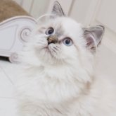 スコティッシュストレート