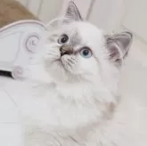スコティッシュストレート