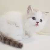 スコティッシュストレート