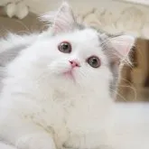 スコティッシュストレート