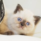スコティッシュストレート