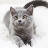 スコティッシュストレート
