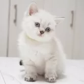 スコティッシュストレート