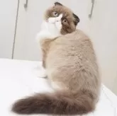 スコティッシュフォールド(折れ耳)【千葉県・男の子・2025年3月25日・シールミンク&ホワイト】の写真2