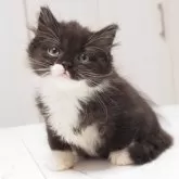 スコティッシュストレート【千葉県・男の子・2025年3月25日・ブラック&ホワイト】の写真2