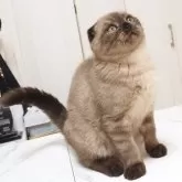 スコティッシュフォールド(折れ耳)【千葉県・男の子・2025年5月21日・シールミンククラシックタビー】の写真3