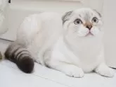 スコティッシュフォールド(折れ耳)【千葉県・男の子・2025年4月21日・シールタビーポイント&ホワイト】の写真3