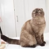 スコティッシュフォールド(折れ耳)【千葉県・男の子・2025年5月21日・シールミンククラシックタビー】の写真3