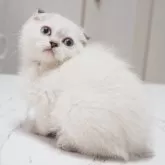 スコティッシュフォールド(折れ耳)【千葉県・女の子・2025年4月10日・シールシルバータビーポイント】の写真3