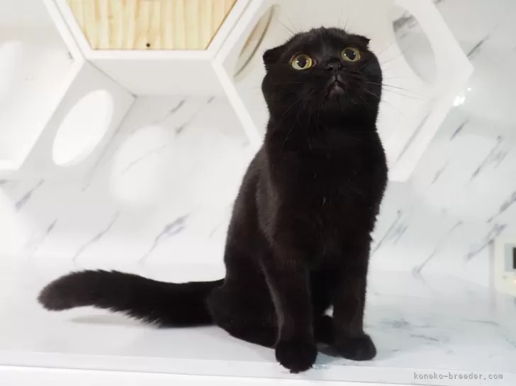 黒猫様♡ありがとうございます♡｜ノート・メモ帳