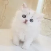 スコティッシュストレート【千葉県・女の子・2025年12月18日・シールミンクマッカレルタビー&ホワイト】の写真4