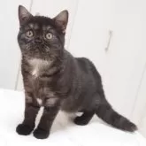 スコティッシュストレート【千葉県・女の子・2025年5月21日・ブラックスモーク&ホワイト】の写真4