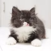 スコティッシュストレート【千葉県・男の子・2025年3月25日・ブラック&ホワイト】の写真5