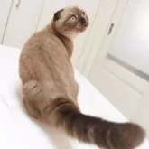 スコティッシュフォールド(折れ耳)【千葉県・男の子・2025年5月21日・シールミンククラシックタビー】の写真5