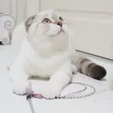 スコティッシュフォールド(折れ耳)【千葉県・男の子・2025年4月21日・シールタビーポイント&ホワイト】の写真5