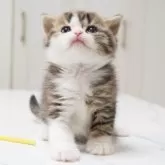 スコティッシュフォールド(立ち耳)【千葉県・女の子・2025年4月25日・ブラウン(ブラック)スポッテッドタビー&ホワイト】の写真5