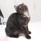 スコティッシュストレート【千葉県・女の子・2025年5月21日・ブラックスモーク&ホワイト】の写真5