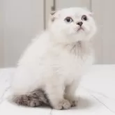 スコティッシュフォールド(折れ耳)【千葉県・女の子・2025年4月10日・シールシルバータビーポイント】の写真6