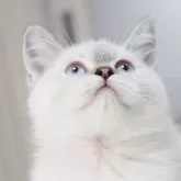 スコティッシュストレート【千葉県・男の子・2025年4月10日・シールタビーポイント】の写真6