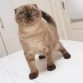 スコティッシュフォールド(折れ耳)【千葉県・男の子・2025年5月21日・シールミンククラシックタビー】の写真6