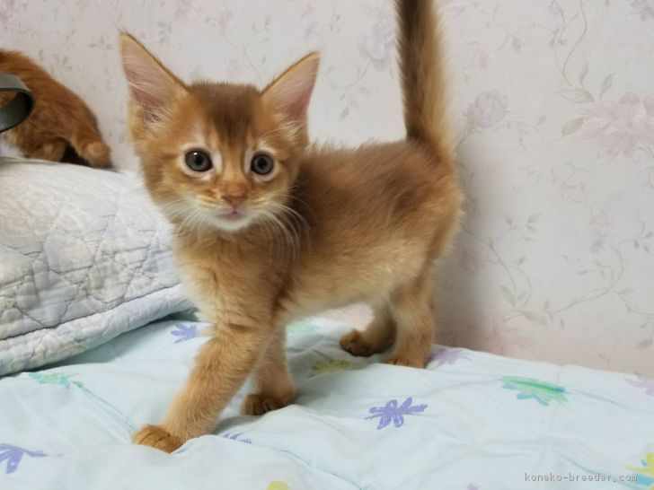 ケーブル 啓発する 実装する ソマリ 子猫 Rayo70 Org ケーブル 啓発する 実装する ソマリ 子猫 Rayo70 Org