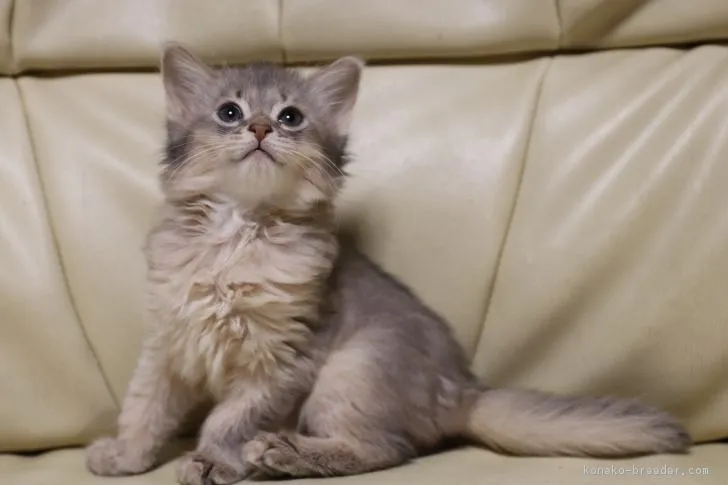 ID：1707-00913の子猫