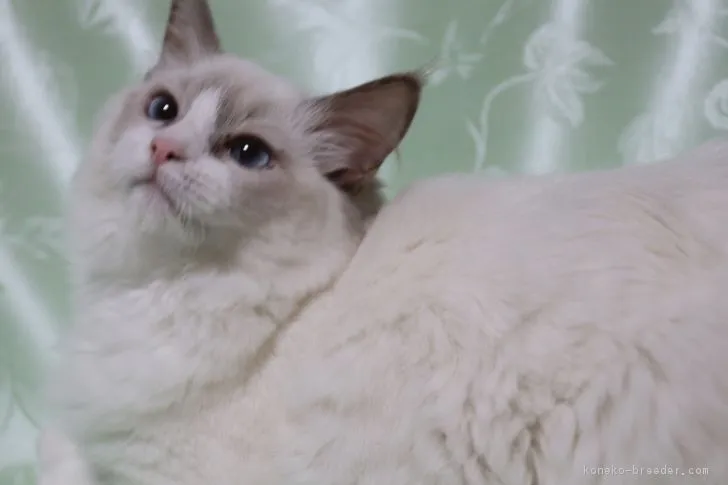 ＵＧ 様のお迎えした子猫