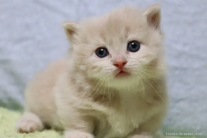 ID：2111-01449の子猫