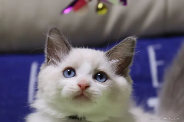 ID：2103-00223の子猫