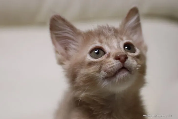 Burger 様のお迎えした子猫