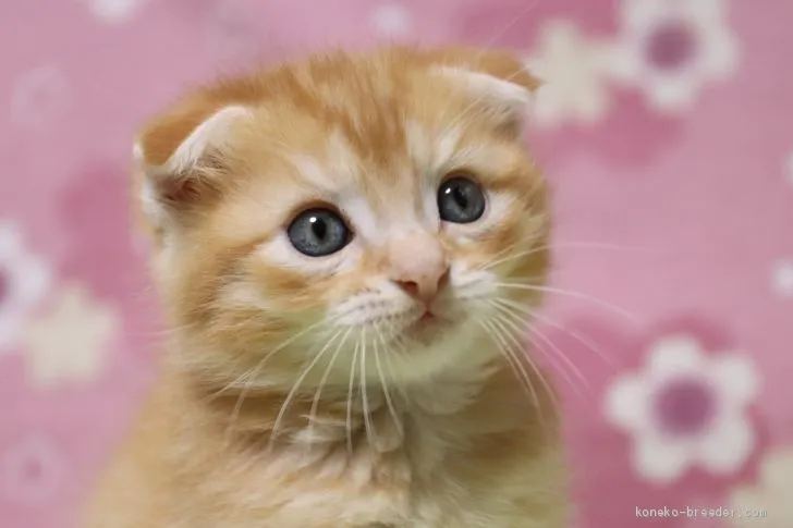 ID:2003-00096の子猫