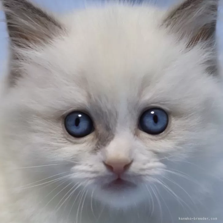 ID：2403-02386の子猫