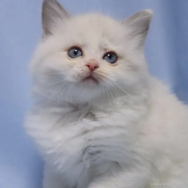 ID：2310-01331の子猫