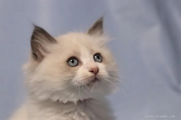 ID：1911-00704の子猫