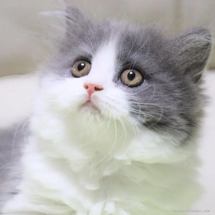 ID：2301-00202の子猫