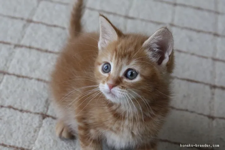 さわら 様のお迎えした子猫