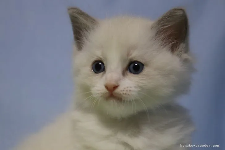 ID：1811-00035の子猫