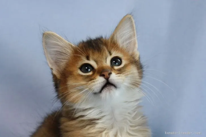 月島 様のお迎えした子猫