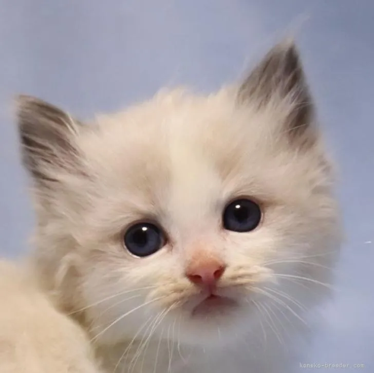 ID:2208-02678の子猫