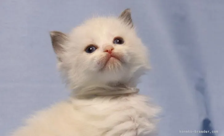 メタルプリン 様のお迎えした子猫