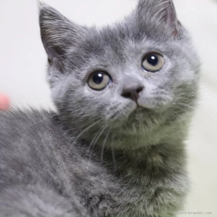 ID:2405-00253の子猫