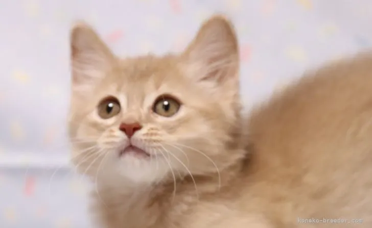 ID:2204-01840の子猫