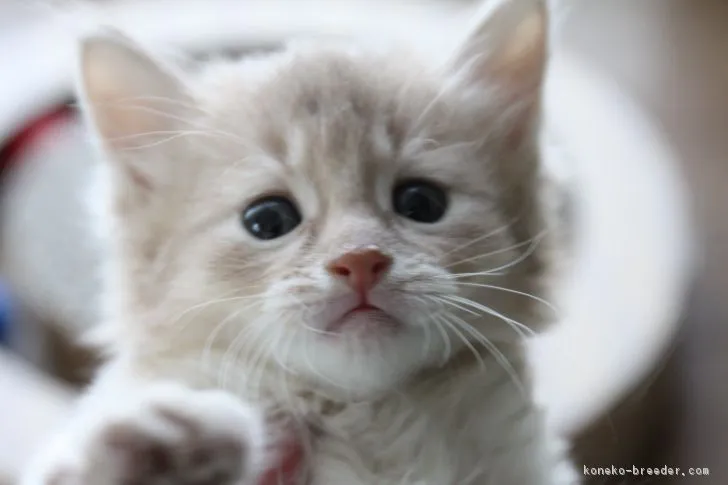 若 様のお迎えした子猫