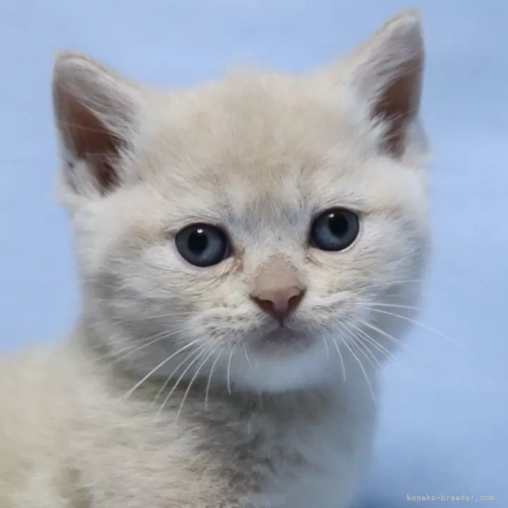 ID：2410-00941の子猫