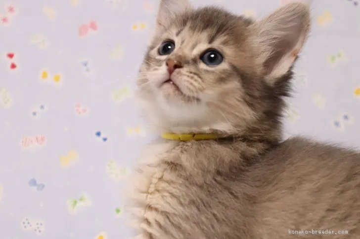 まー 様のお迎えした子猫